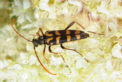 פאזל של Leptura annularis