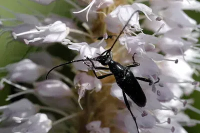 פאזל של Stenurella nigra