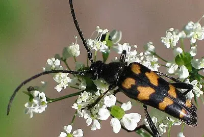 Strangalia  quadrifasciata