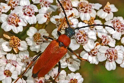 Stictoleptura rubra