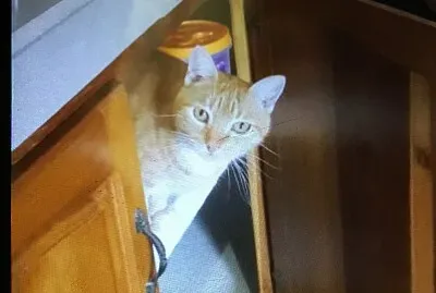 Image 18 jigsaw puzzle