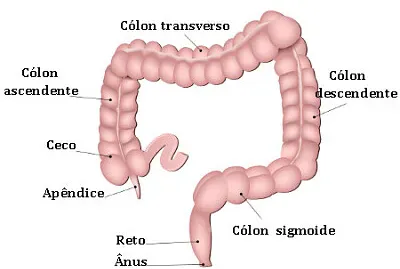 intestino groso