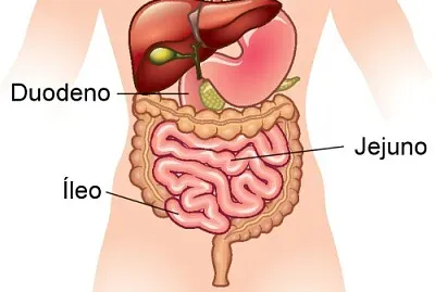 פאזל של intestino delgado