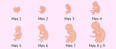 Como crecemos en el vientre de mamÃ¡ jigsaw puzzle