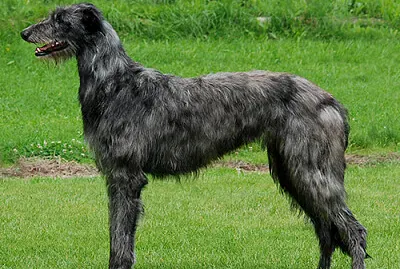 Deerhound