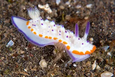 Mexichromis katalexis jigsaw puzzle