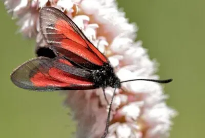Zygaena brizae jigsaw puzzle