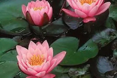 acuaticas jigsaw puzzle