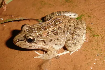 Leptodactylus chaquensis