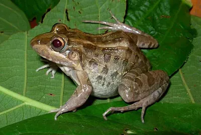 Leptodactylus macrosternum