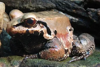 Leptodactylus pentadactylus
