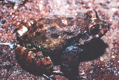 Leptodactylus syphax