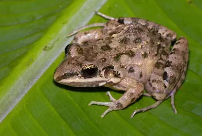 Leptodactylus fragilis