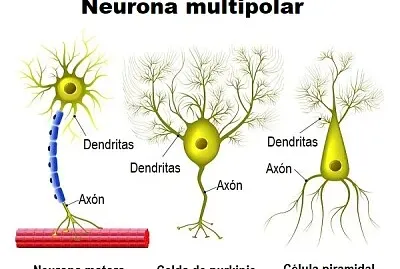 neurona