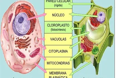 Docente Evelin Jimenez