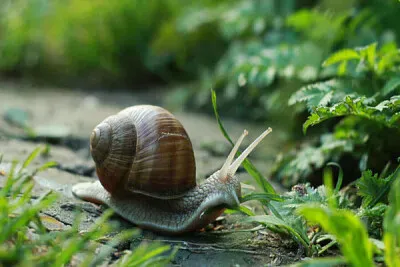 Animais Invertebrados