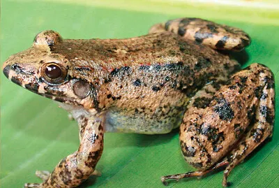 Leptodactylus colombiensis
