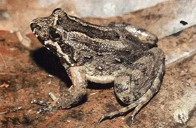 פאזל של Leptodactylus griseigularis