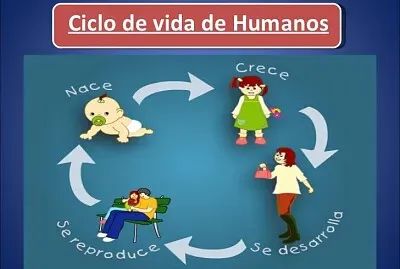 Arma el rompecabezas del ciclo del ser humano.
