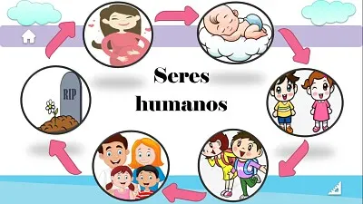 Arma el rompecabezas del ciclo del ser humano.