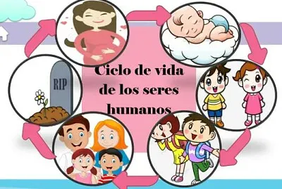 Arma el rompecabezas del ciclo del ser humano.
