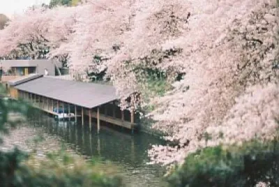 japanesespring