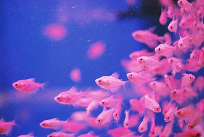 pinkfish