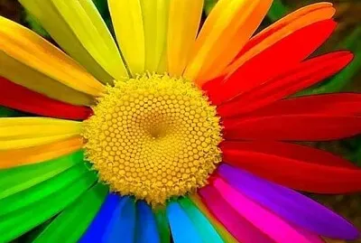 So Beautiful jigsaw puzzle