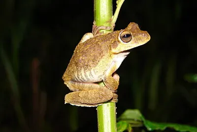 Hypsiboas lundii