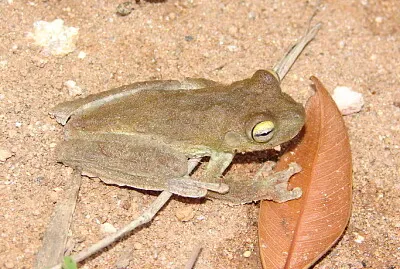 Hypsiboas pardalis