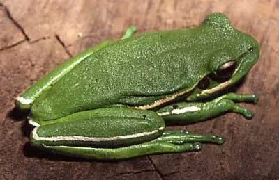 Hypsiboas prasinus