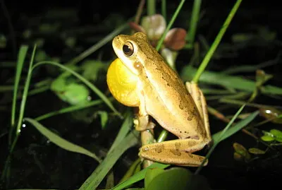 Hypsiboas pulchellus