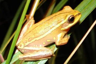 Hypsiboas semiguttaris