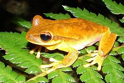 Hypsiboas bischoffi
