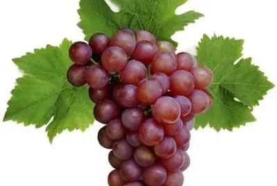 UVAS