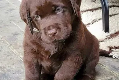 פאזל של CENÁRIO K432