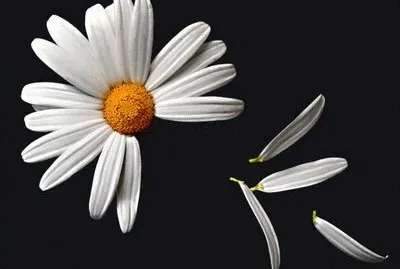 ninguna jigsaw puzzle