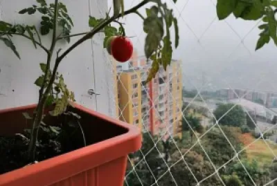 TOMATERA