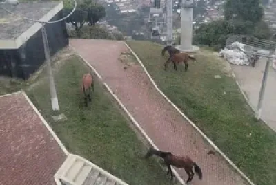 פאזל של LINEA J