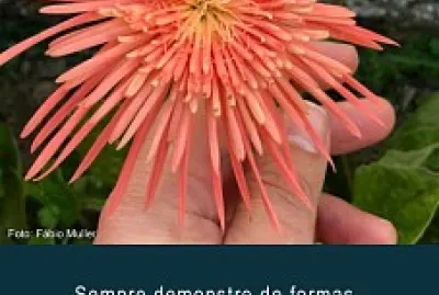 imagem olga