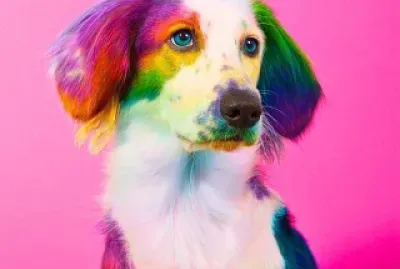 Colorful Dog jigsaw puzzle