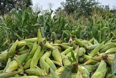 Hermosos elotes
