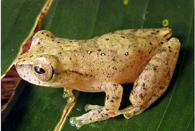 Dendropsophus berthalutzae