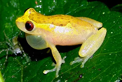 Dendropsophus decipiens