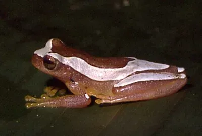 Dendropsophus elegans