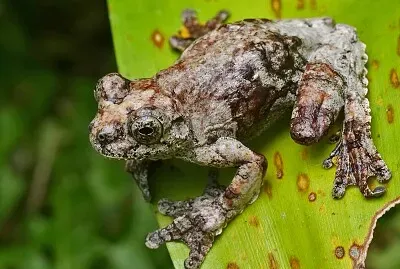 Dendropsophus  marmuratus