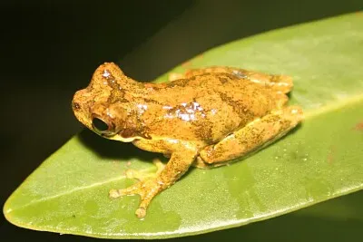 פאזל של Dendropsophus microps