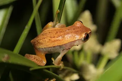 פאזל של Dendropsophus nanus