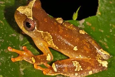 פאזל של Dendropsophus sarayacuensis