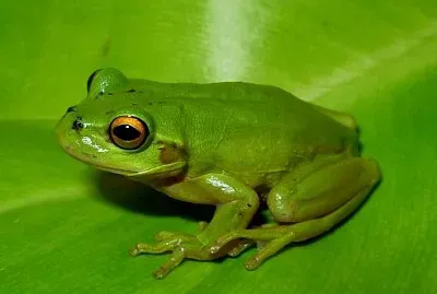 פאזל של Dendropsophus labialis